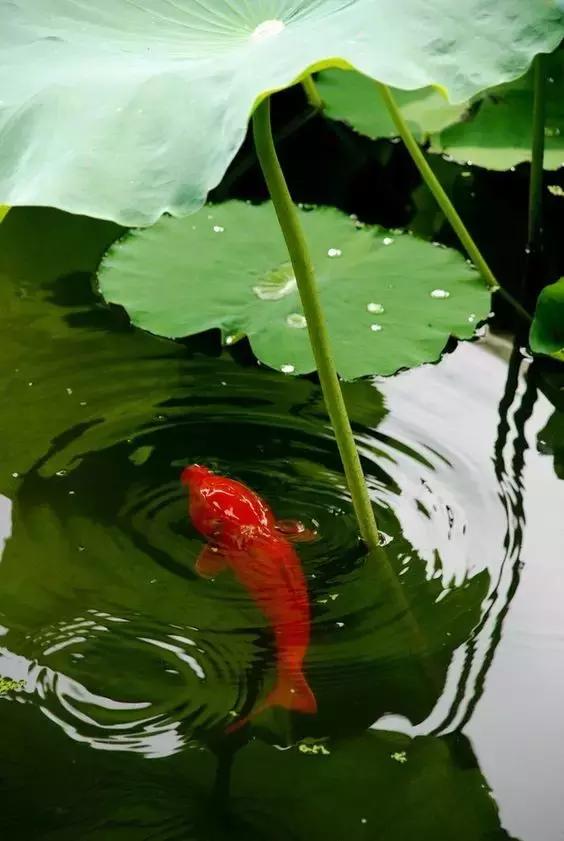 這樣的院子，只有中國人駕馭得了它！